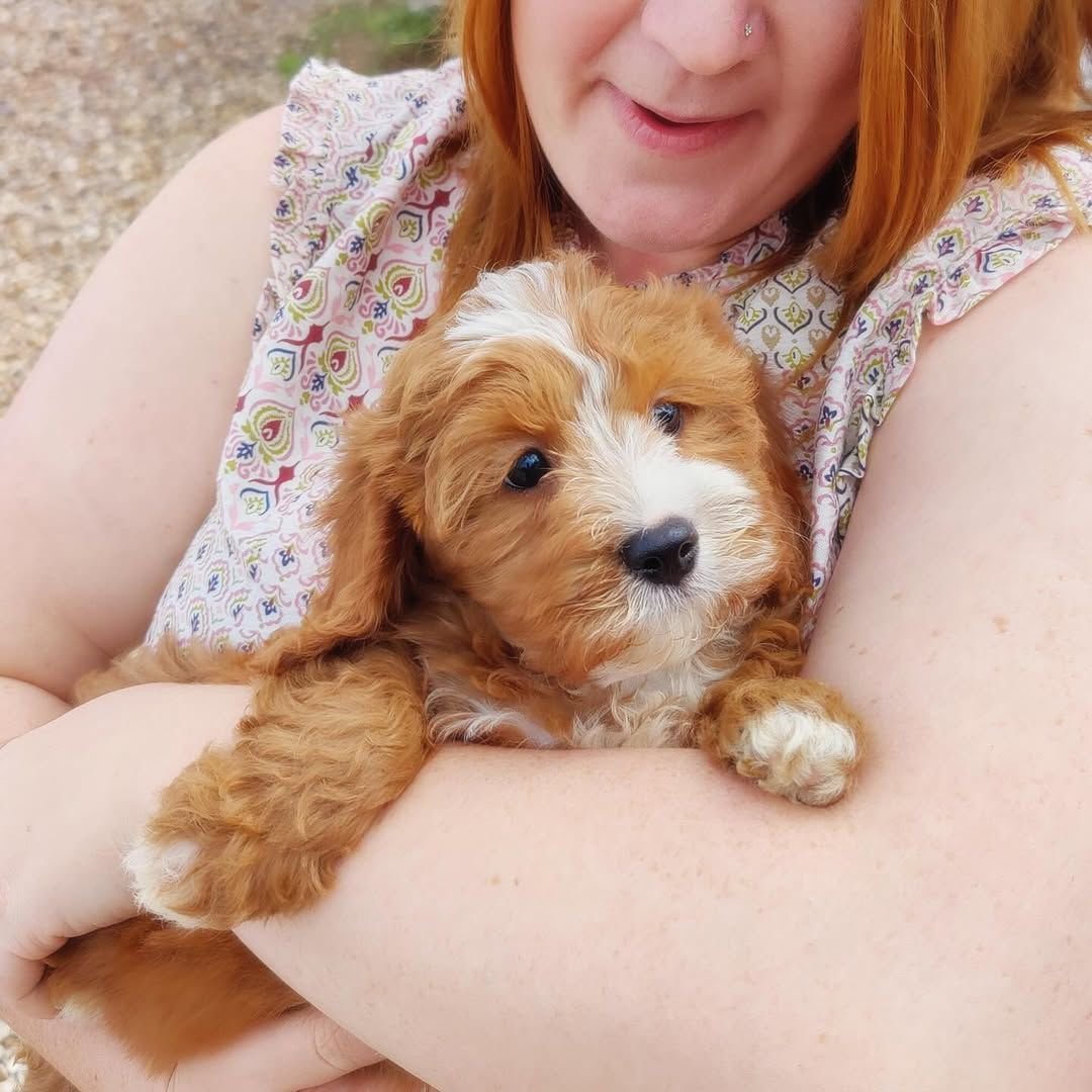 Adorable Cavapoo