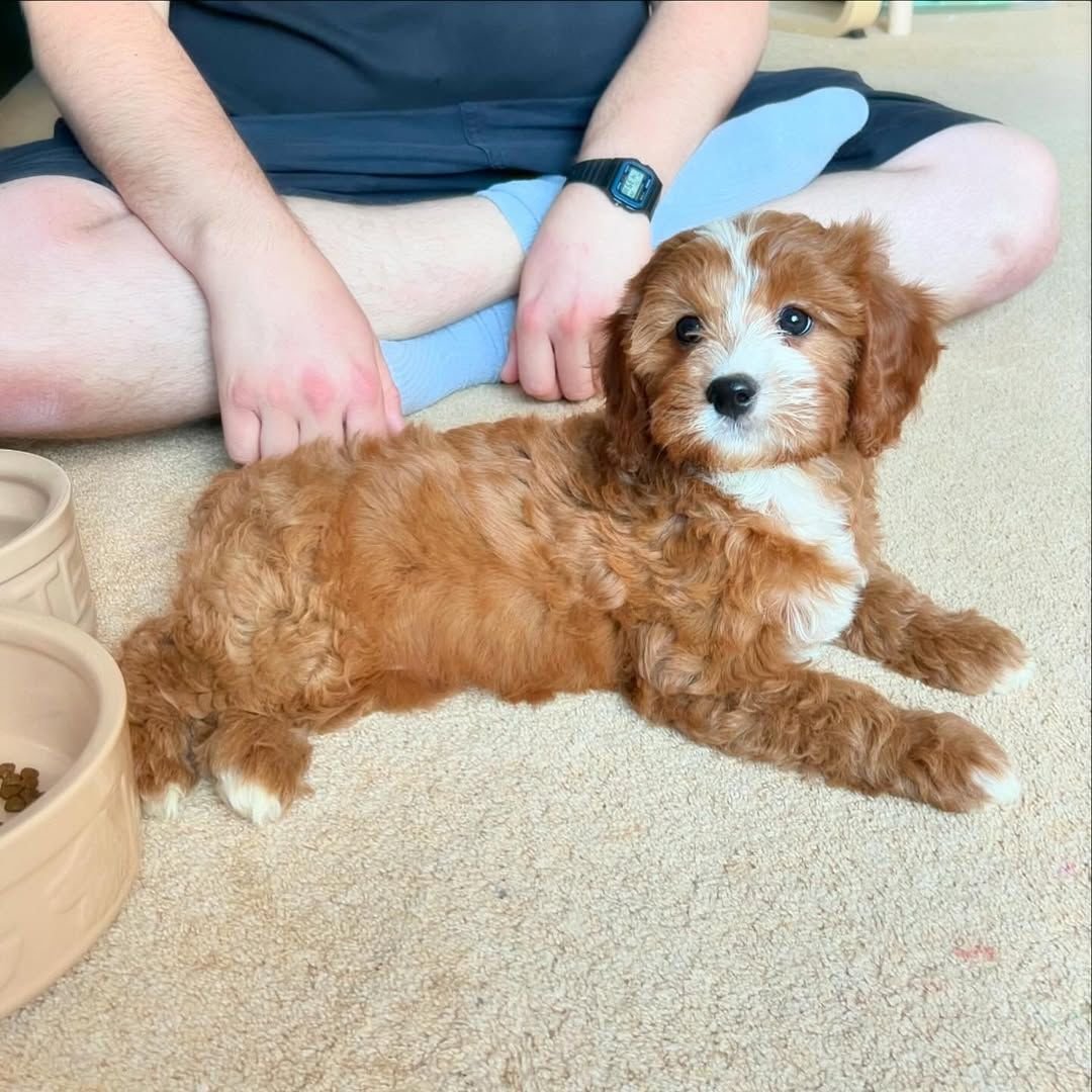 Happy Cavapoo Puppy