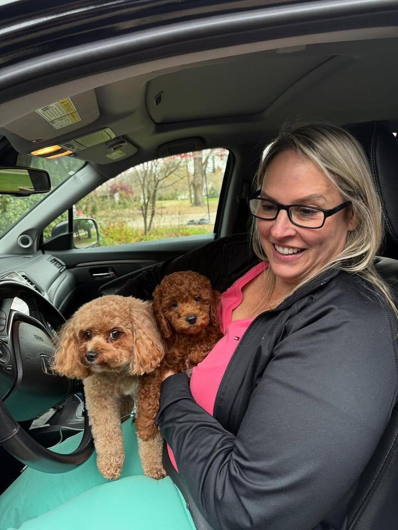 Beautiful Cavapoo Puppy