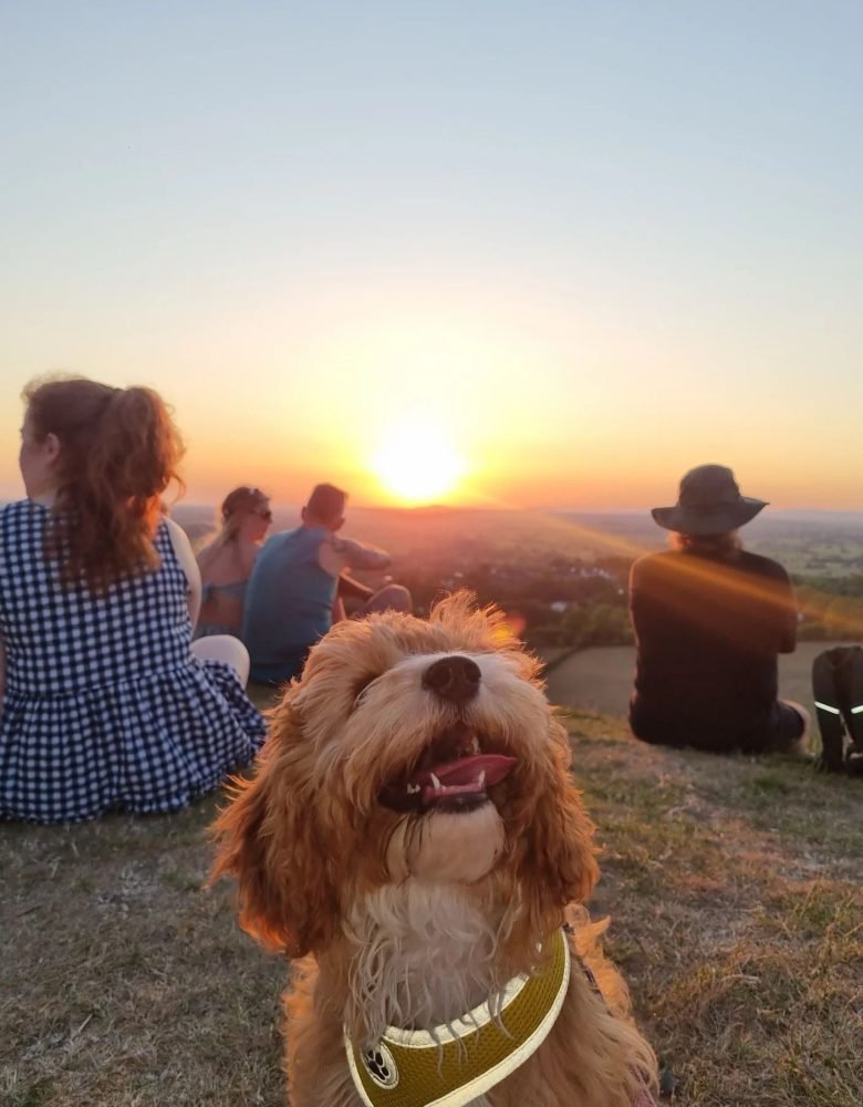 cavapooworld_1753801152_3687473732121528789_5882074171